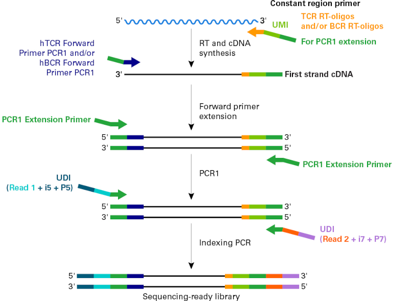 MaxiSeq Human FFPE TCR+BCR（with UMIs）の原理とワークフロー